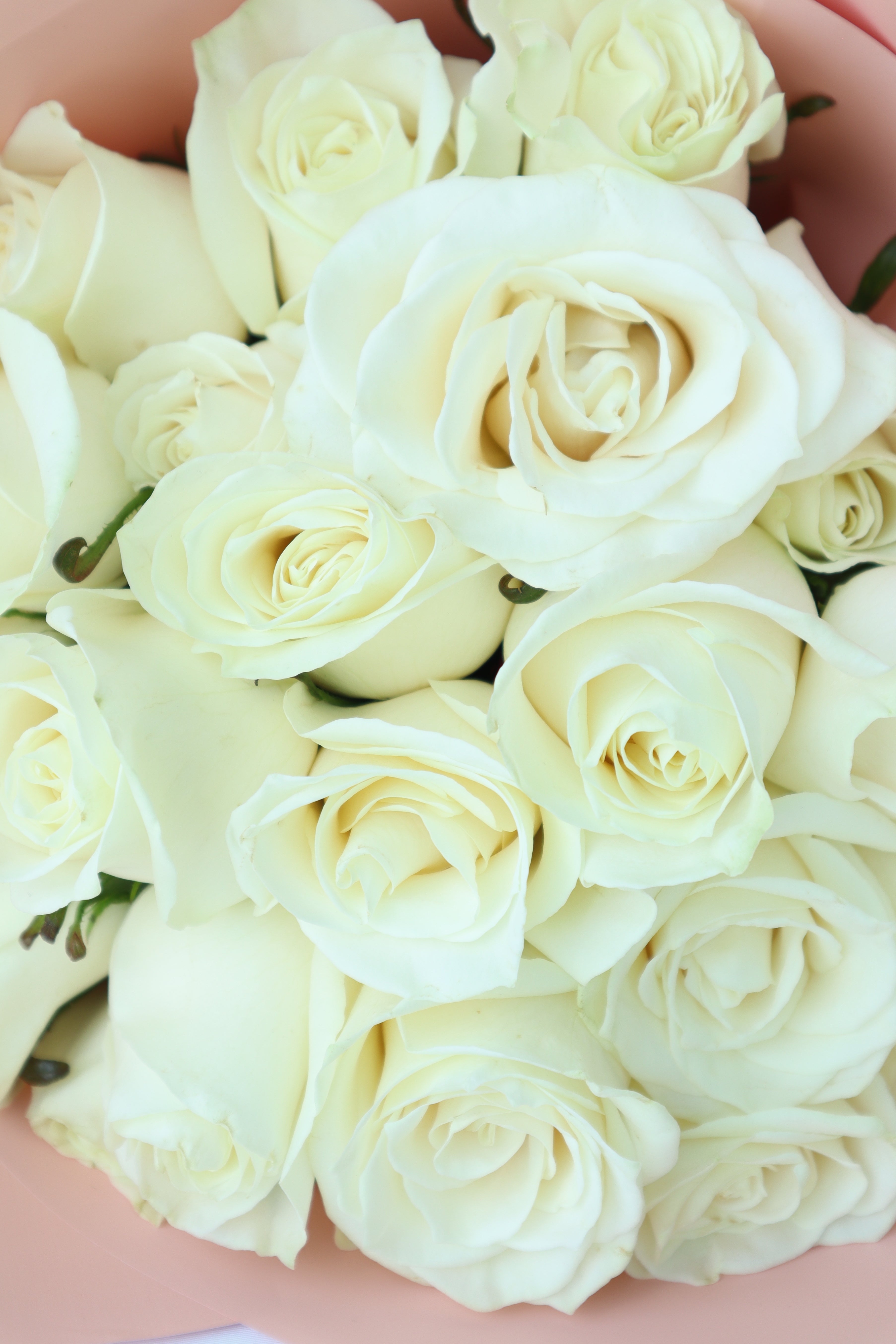 White roses 24